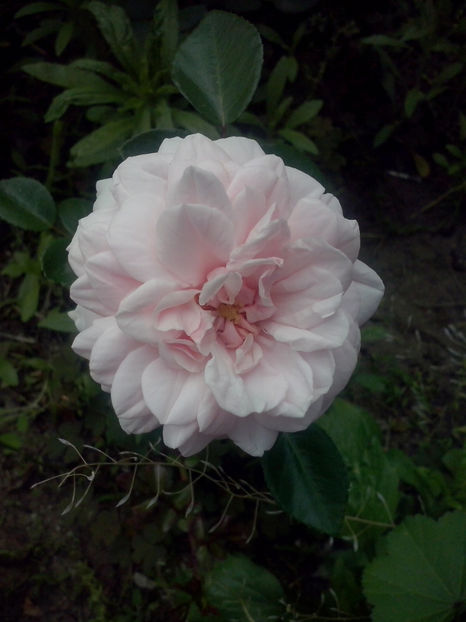 CAM01728 - Trandafiri 2018-III