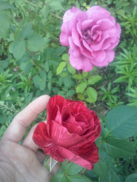 CAM01731 - Trandafiri 2018-III