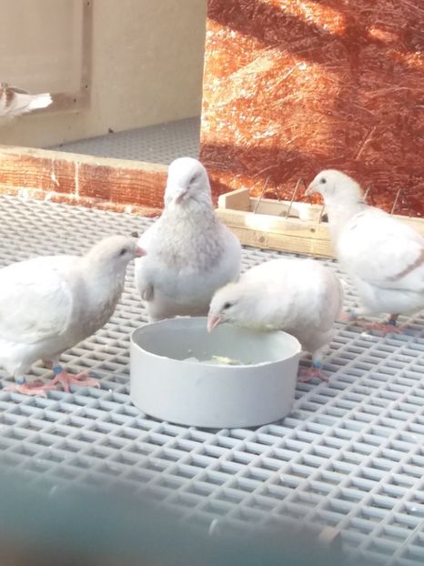 Tata cu fii lui 2018 - PUI 2018