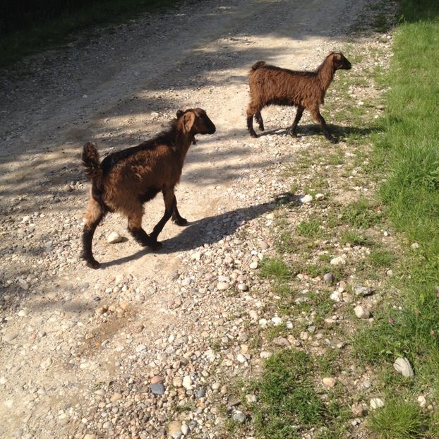 image - Ied si iada alpina franceza