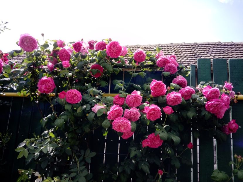  - Madame Isaac Pereire