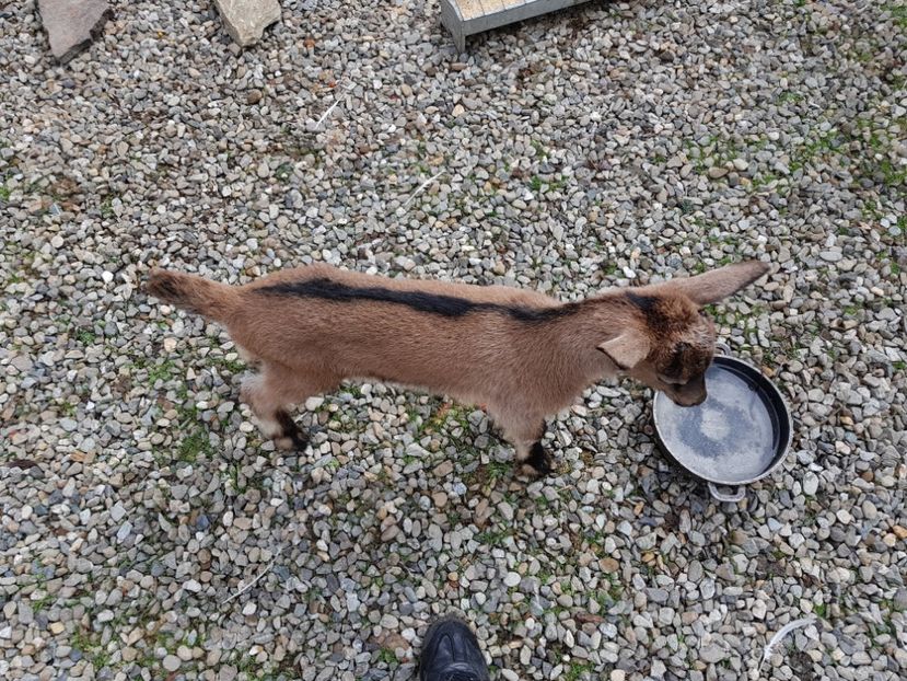  - 111 Alpina Franceza