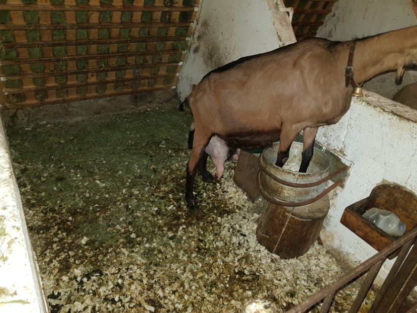 Mama - 111 Alpina Franceza