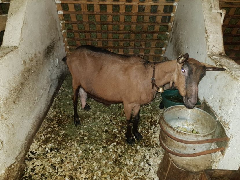  - 111 Alpina Franceza