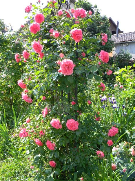 Rosarium Uetersen - Trandafiri urcatori 2018