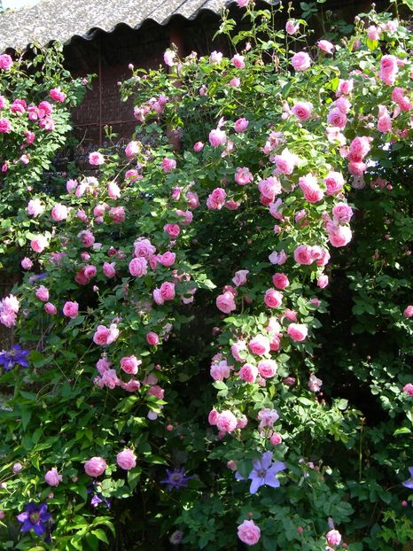  - Trandafiri urcatori 2018