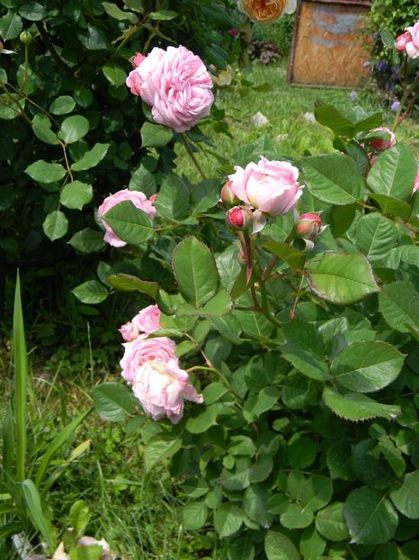 Rosengrafin marie henriette - Trandafiri 2018