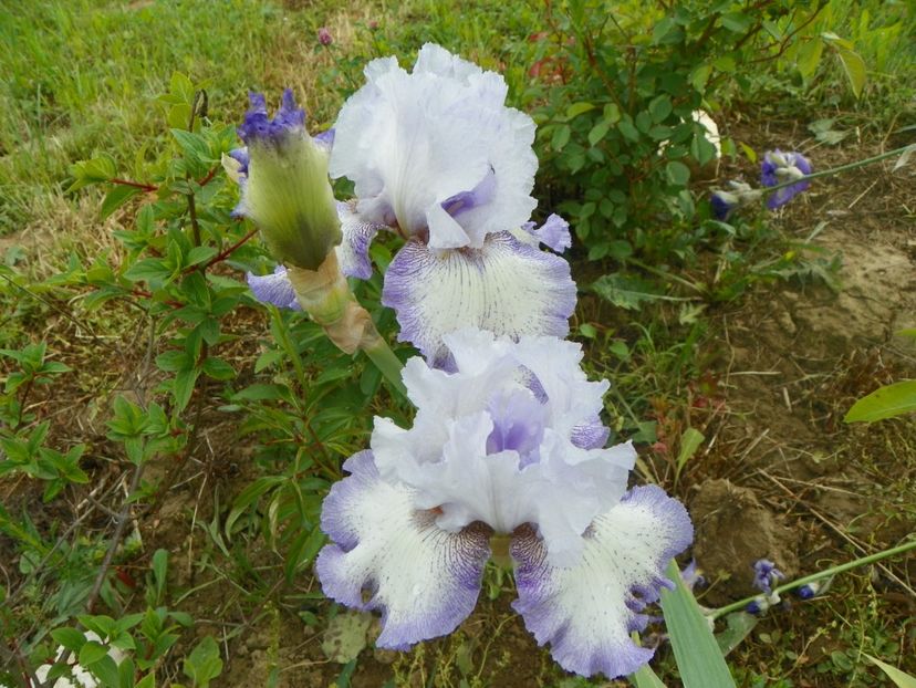 Acoma - Irisi si bujori 2018