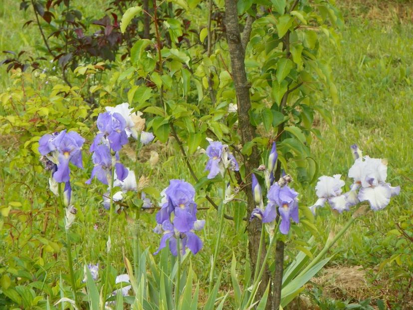 irisi pallida si Acoma - Irisi si bujori 2018
