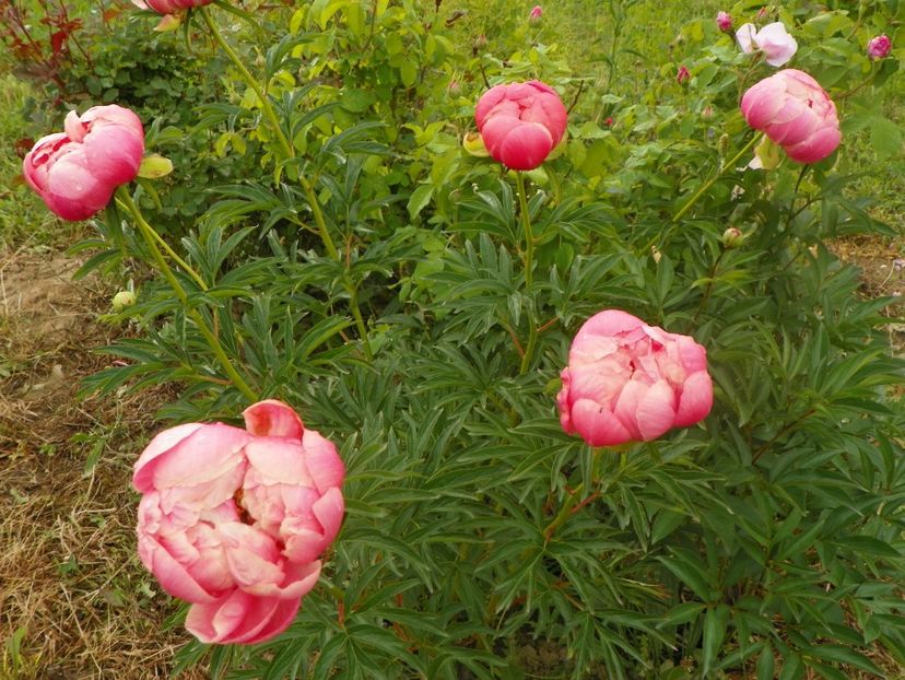 Coral Sunset - Irisi si bujori 2018