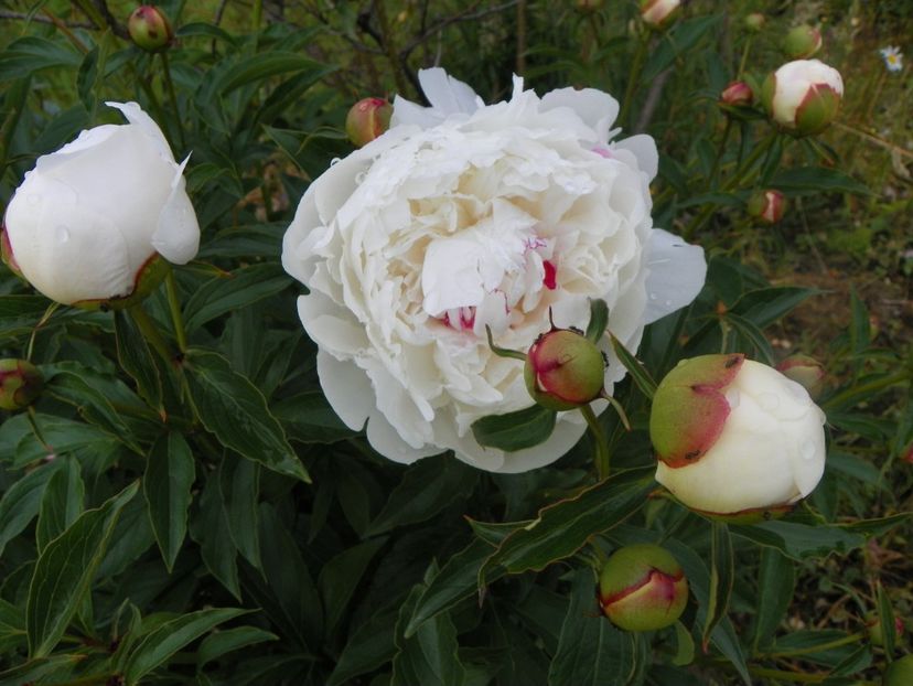 Festiva Maxima - Irisi si bujori 2018