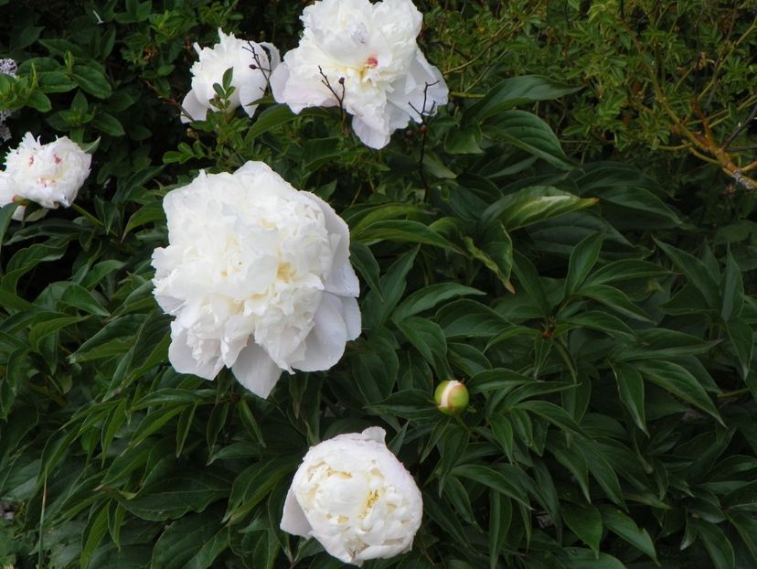 Boule de Neige - Irisi si bujori 2018