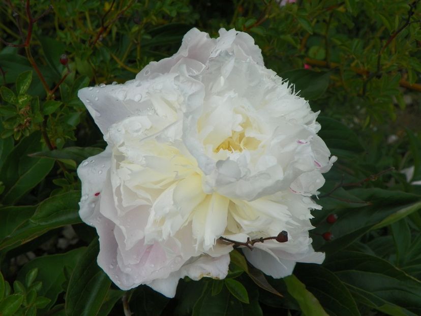 Boule de Neige - Irisi si bujori 2018