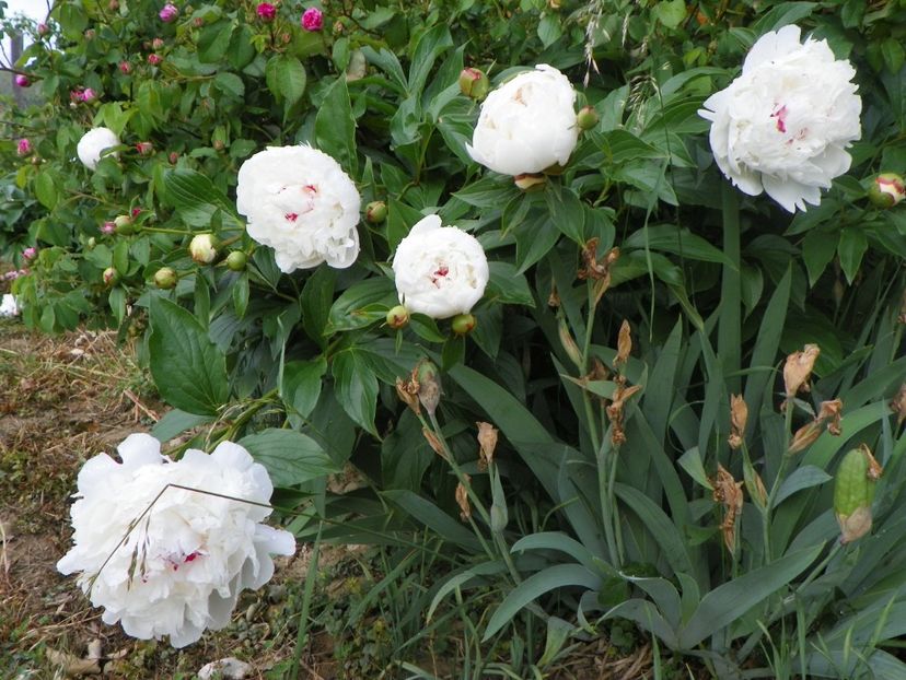 Festiva Maxima - Irisi si bujori 2018