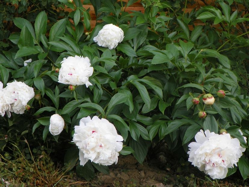 Festiva Maxima - Irisi si bujori 2018