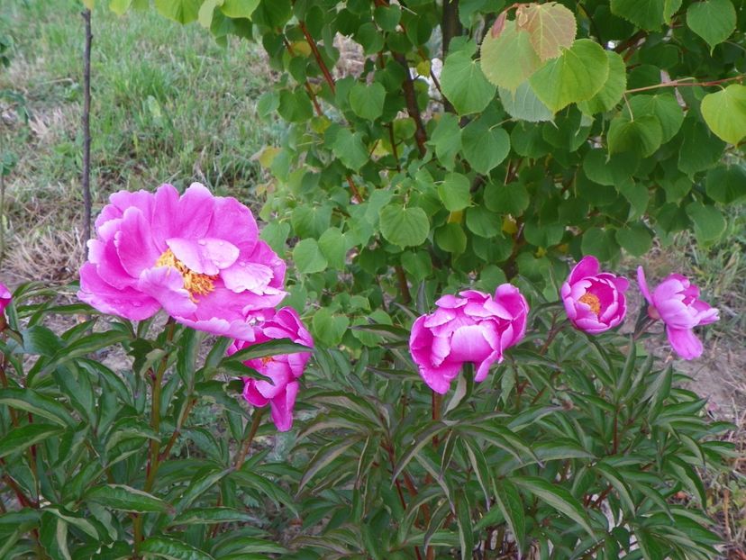 Dancing Butterfly - Irisi si bujori 2018