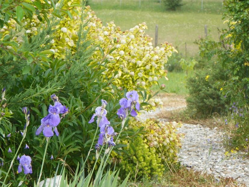 iris pallida - Irisi si bujori 2018