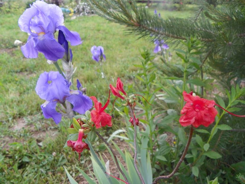 iris pallida si azalea Feuerwerk - Irisi si bujori 2018
