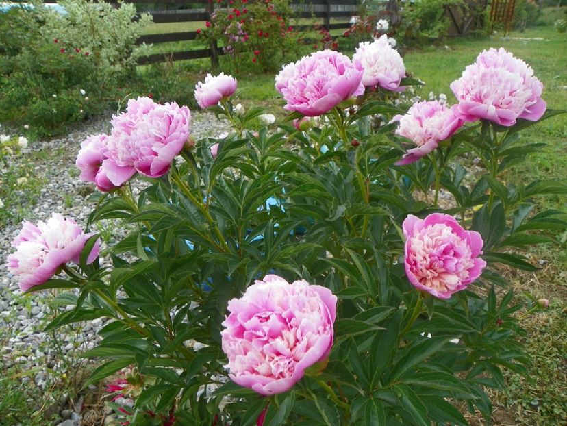 Sorbet - Irisi si bujori 2018