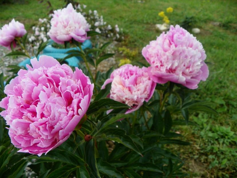 Sorbet - Irisi si bujori 2018