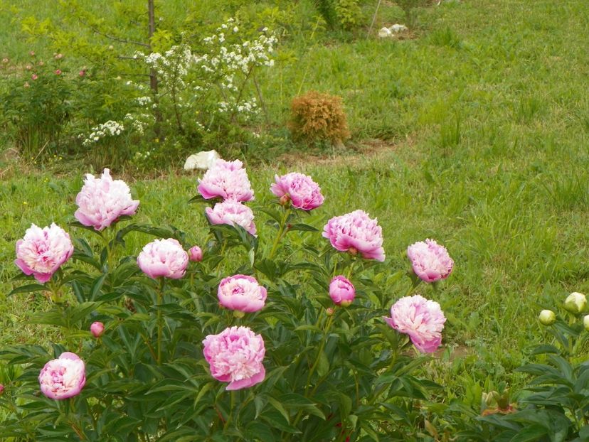 Sorbet - Irisi si bujori 2018