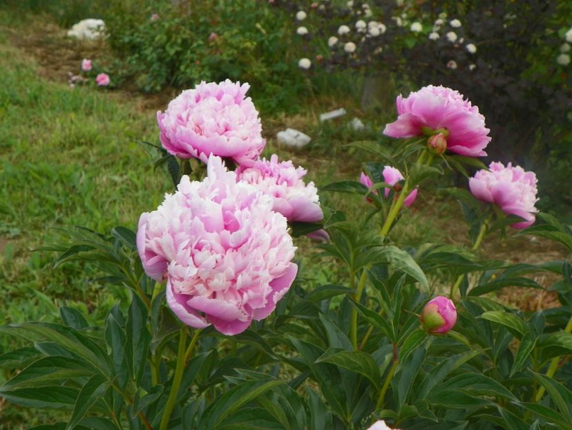 Sorbet - Irisi si bujori 2018