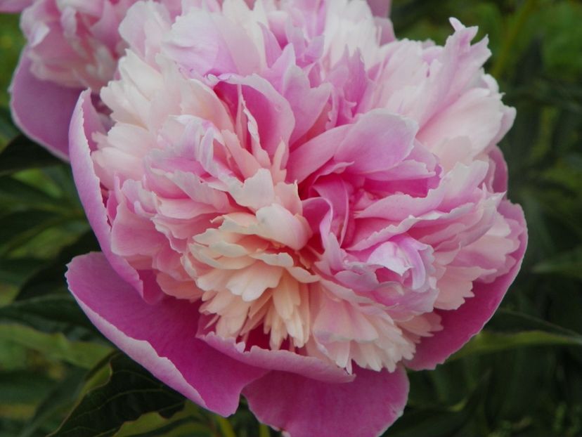 Sorbet - Irisi si bujori 2018