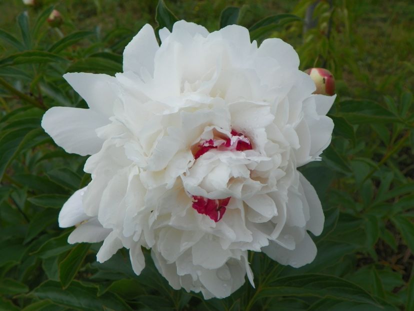 Festiva Maxima - Irisi si bujori 2018