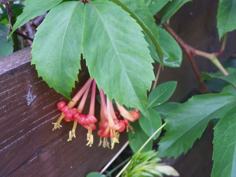 lonicera Dropmore Scarlet - Dobarland 2018 2