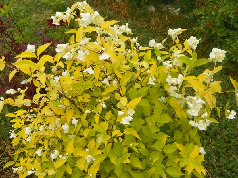 philadelphus aureus - Dobarland 2018 2