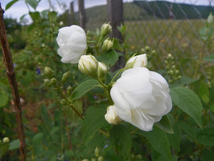 philadelphus Virginal - Dobarland 2018 2