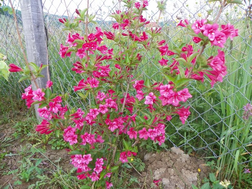 weigela Eva Rathke - Dobarland 2018 2