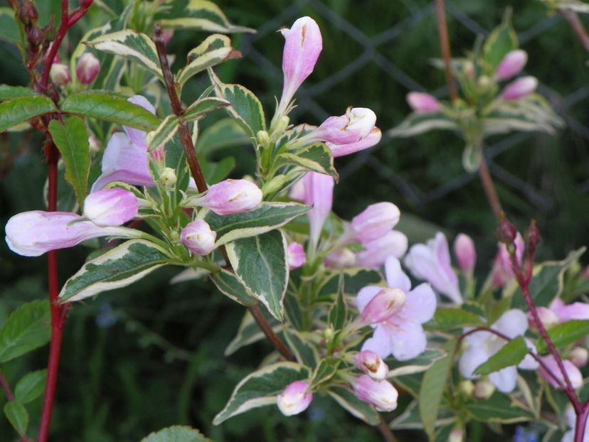 weigela variegata - Dobarland 2018 2