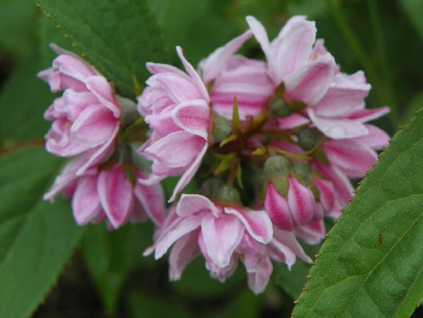 deutzia Rosea Plena - Dobarland 2018 2
