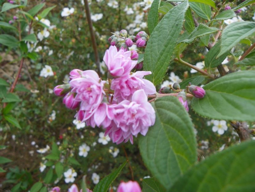 deutzia Rosea Plena - Dobarland 2018 2