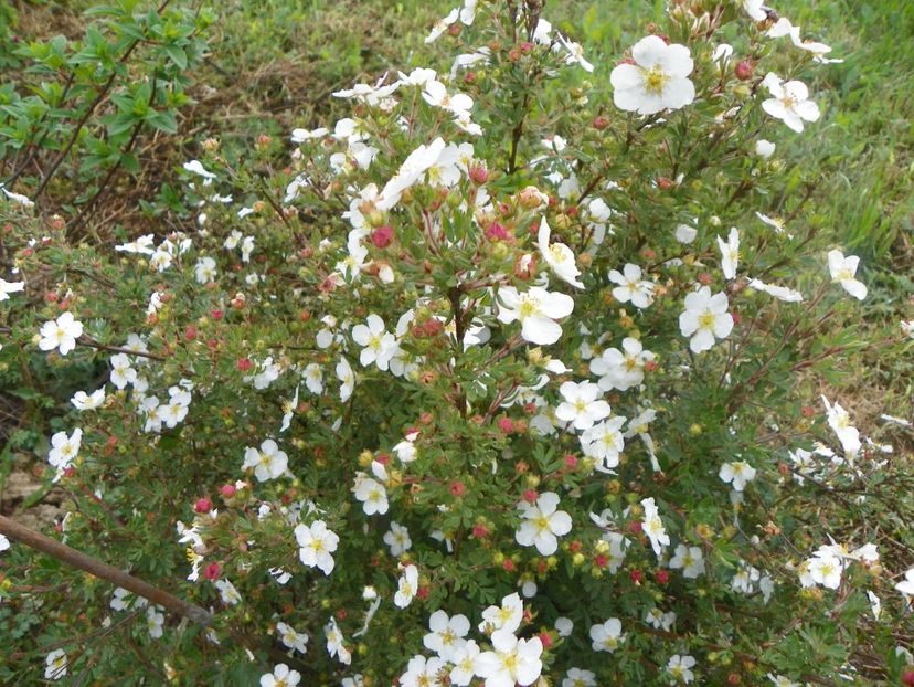 potentilla fruticosa Abbotswood - Dobarland 2018 2