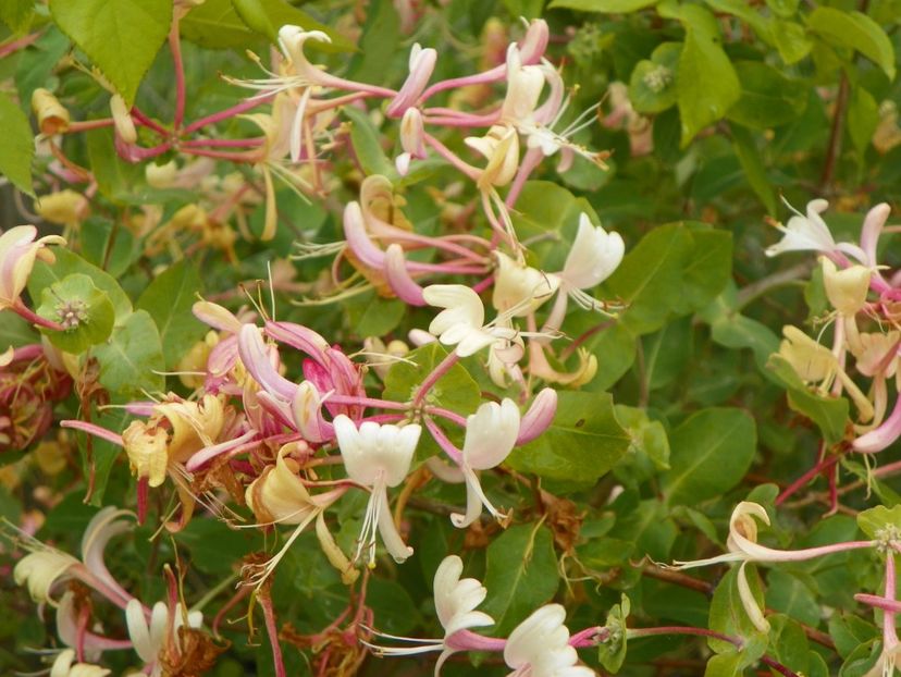 lonicera belgica - Dobarland 2018 2