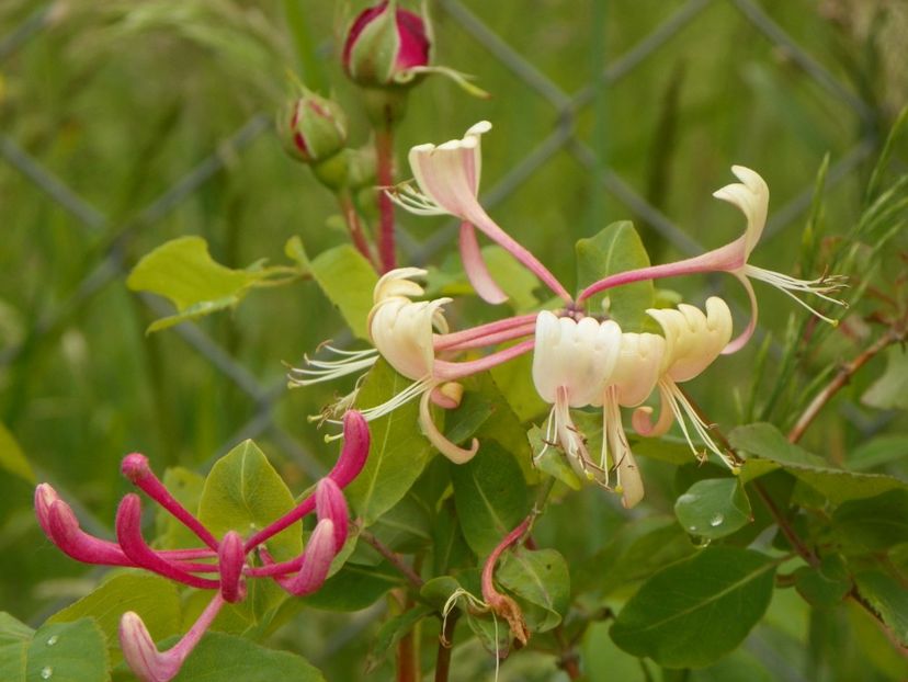 lonicera belgica - Dobarland 2018 2