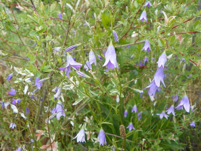 campanula patula - Dobarland 2018 2