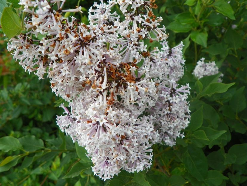 syringa Miss Kim - Dobarland 2018 2