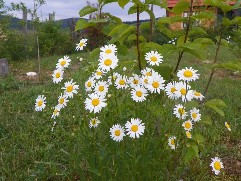 margarete - Dobarland 2018 2