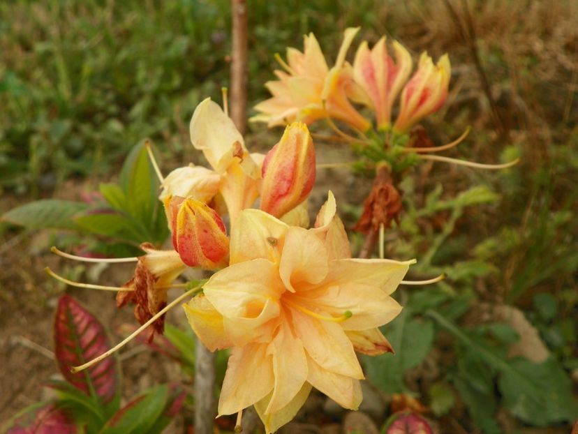 azalea Csardas - Dobarland 2018 2