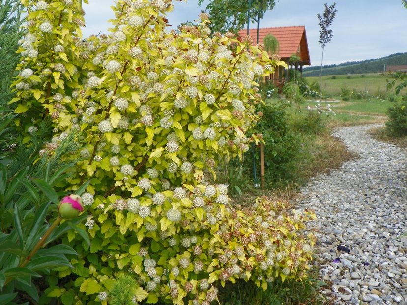 physocarpus Dart's Gold - Dobarland 2018 2