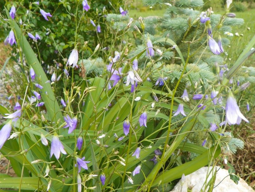 campanula patula - Dobarland 2018 2