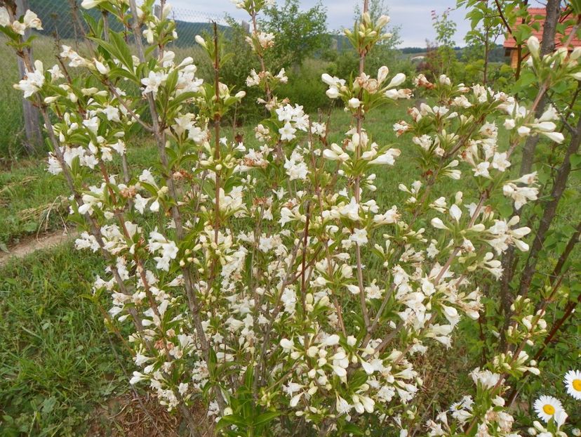 weigela candida - Dobarland 2018 2