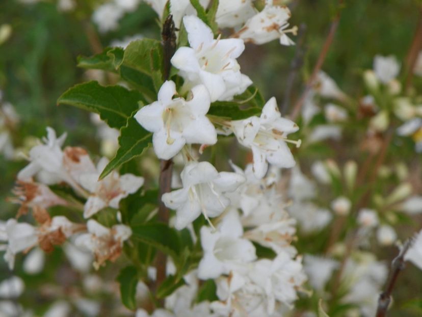 weigela candida - Dobarland 2018 2