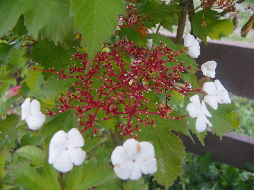 viburnum sargentii Onondaga - Dobarland 2018 2