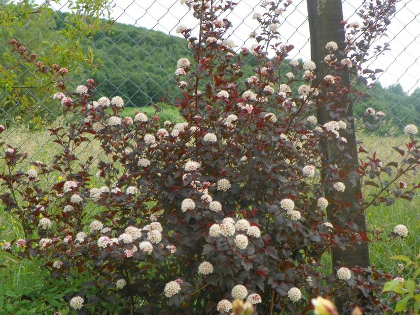 physocarpus Andre - Dobarland 2018 2