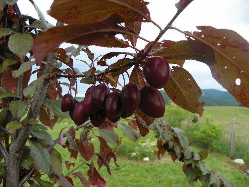 prunus cerasifera Trailblazer - Dobarland 2018 2