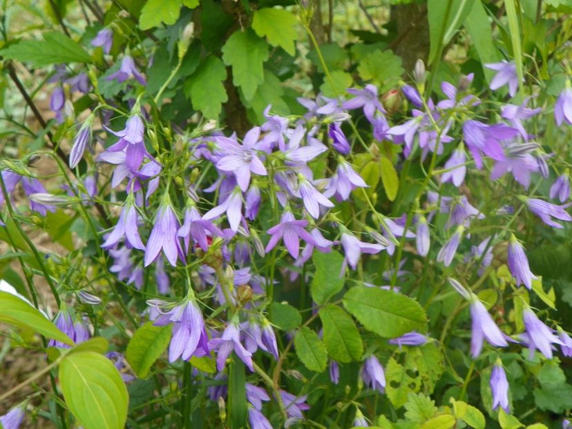 campanula patula - Dobarland 2018 2